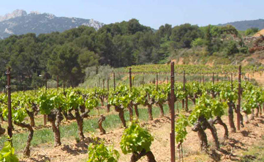 vignoble d'irouleguy au pays basque